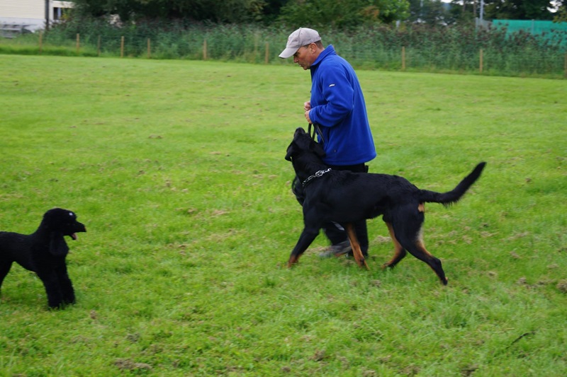 beauceron suisse begleithund sporthund