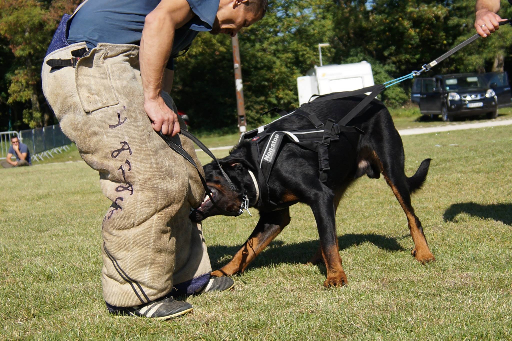 sporthund Hundesport mit dem Beauceron ist mehr als ein Geländelauf (Cani-Cross). Hundesport ist viel mehr als das Bike vom Beauceron ziehen zu lassen (Velo-Jöring). Auch für Wagenrennen (DOg Cart) sind Beaucerons nicht gezüchtet worden. Es sind Schäfer- und Hütehunde und sollten in den für diesen Hundeberuf wichtigen Eigenschaften gefördert werden.