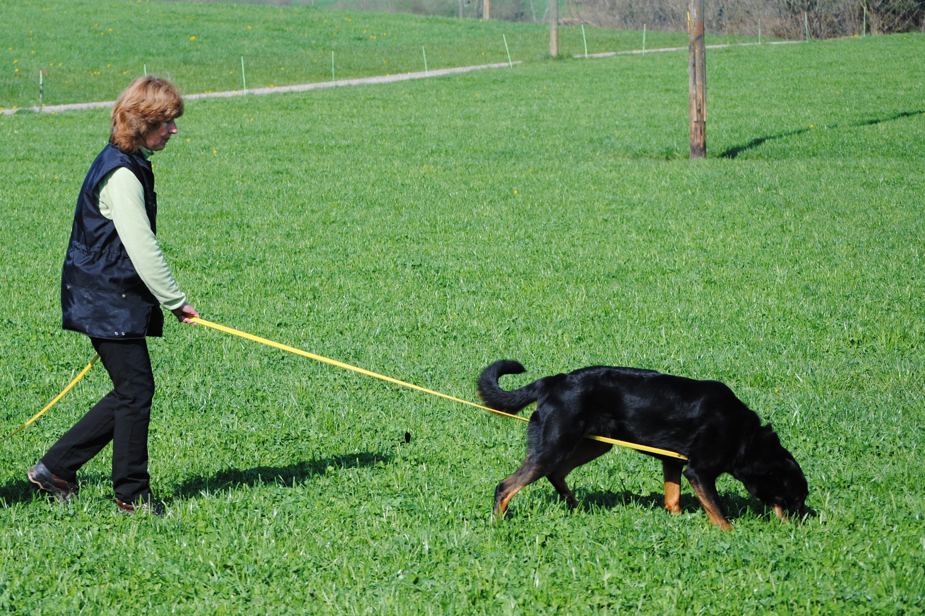 Sporthund, Hundesport mit dem Beauceron ist mehr als ein Geländelauf (Cani-Cross). Hundesport ist viel mehr als das Bike vom Beauceron ziehen zu lassen (Velo-Jöring). Auch für Wagenrennen (DOg Cart) sind Beaucerons nicht gezüchtet worden. Es sind Schäfer- und Hütehunde und sollten in den für diesen Hundeberuf wichtigen Eigenschaften gefördert werden.